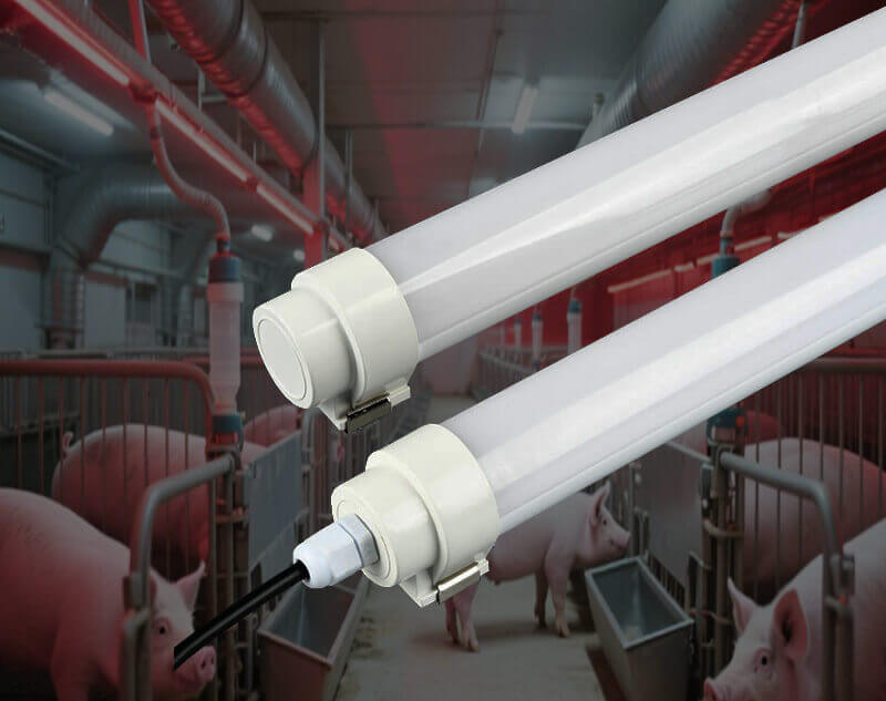 LED swine light for pic factory