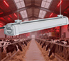 LED dairy light for dairy barn and farm lighting