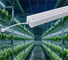 Dimmable LED tube plant light indoor gardening