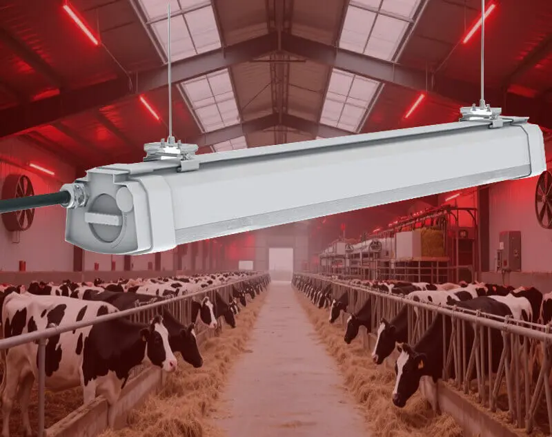 LED dairy light for cow farm