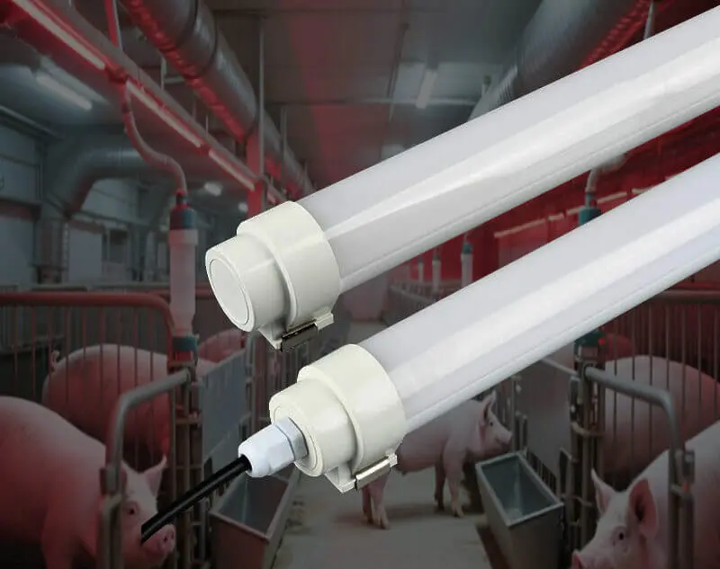 LED swine light for pic factory